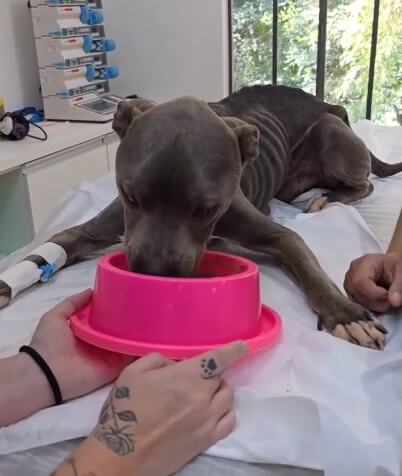 Magnito being fed less to prevent refeeding syndrome