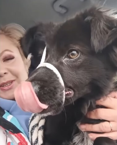 Mashimka in car going to the vet clinic