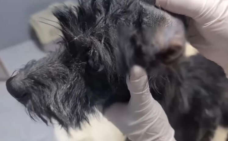 Max in the vet clinic