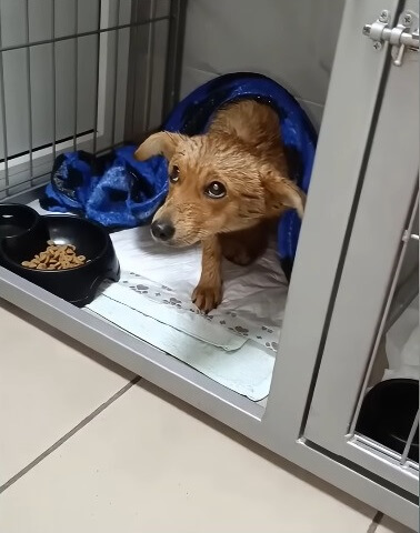 Mushka with hopeful eyes