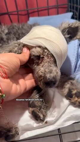 One of his eyes was badly injured