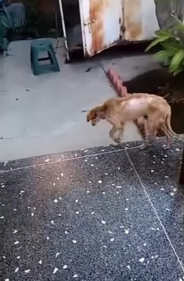 She was walking after 7 days