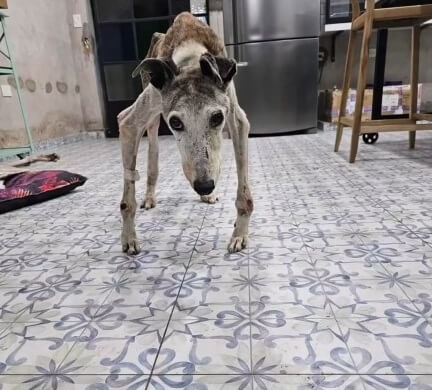 Stick stood for the first time