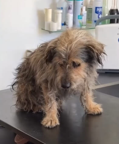 Tio at the vet clinic