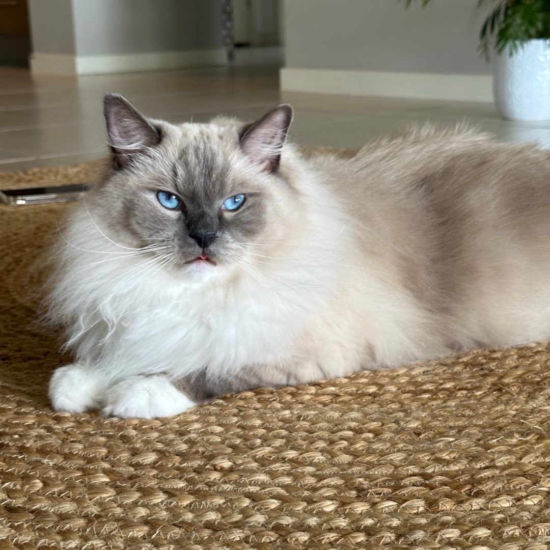 Ragdoll breed