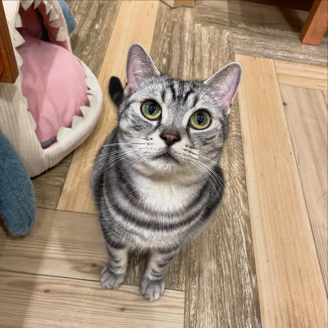 American shorthair breed