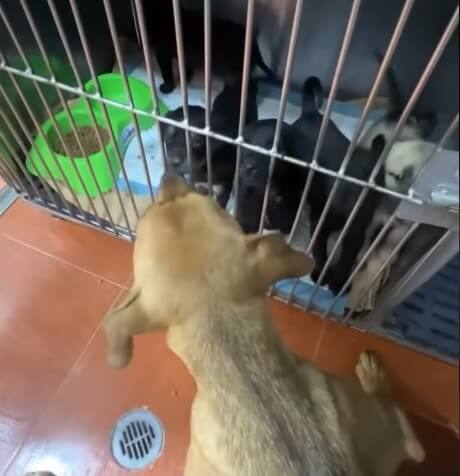 Allison's puppies thriving