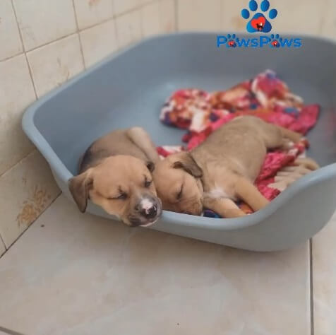 Bisnaguinha and Blenha