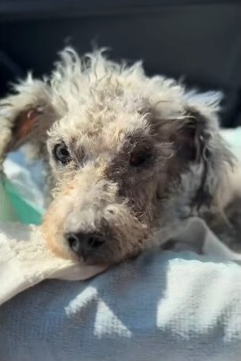 Chiquihuite recovering