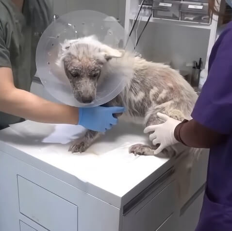 Eundong impatient at the vet clinic