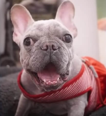 Frenchy's first smile