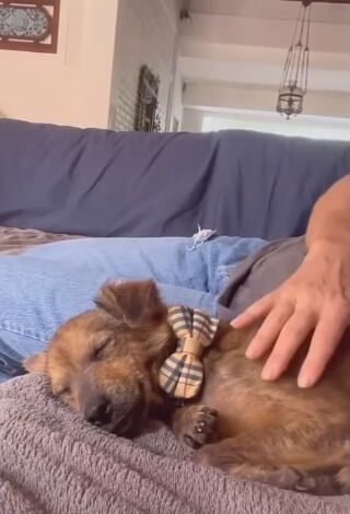 Gracie in her forever home