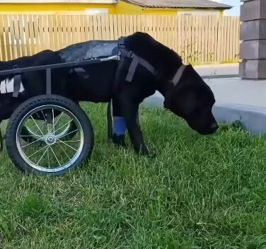 Graf after his successful surgery