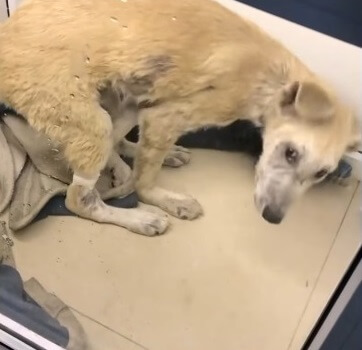 King's front legs deformed