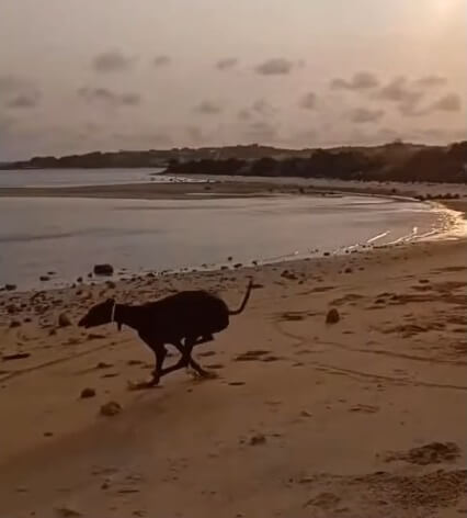 Koko running freely today