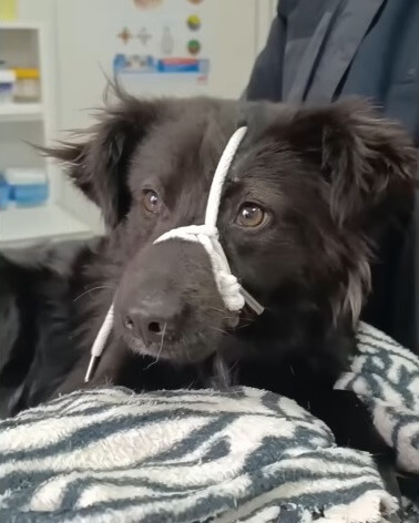 Mashimka at the vet clinic