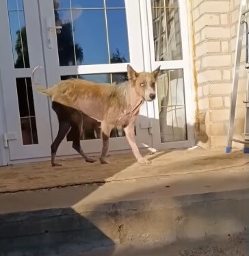 Sunny no longer skinny, weak dog of the past