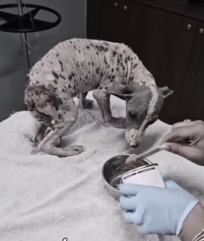 Veranetto hesitating food