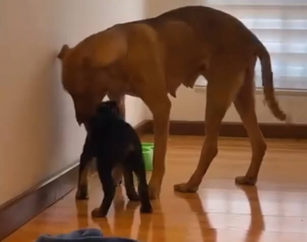 Allison finally stood by her own