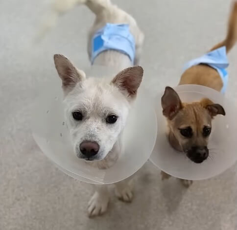 Eundong and Geumdong healing together