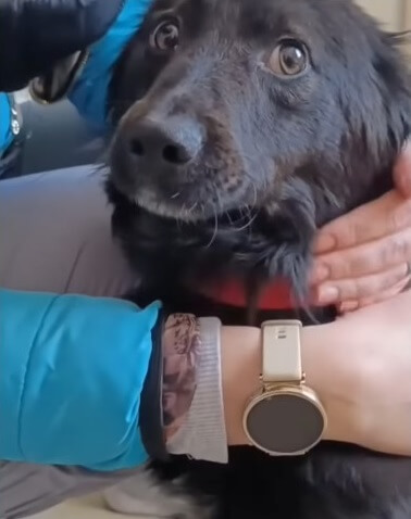 Mashimka recovering after his treatment