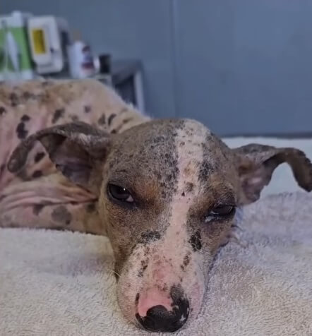 Veranetto relaxed after feeling a little cared for