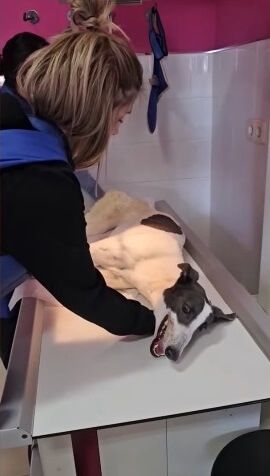 Gaviota's final MRI scan