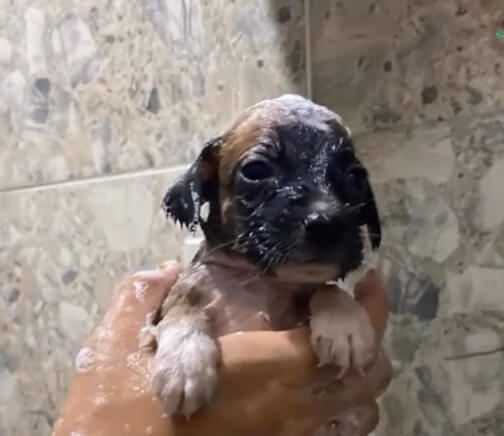 Puppies getting medicated bath