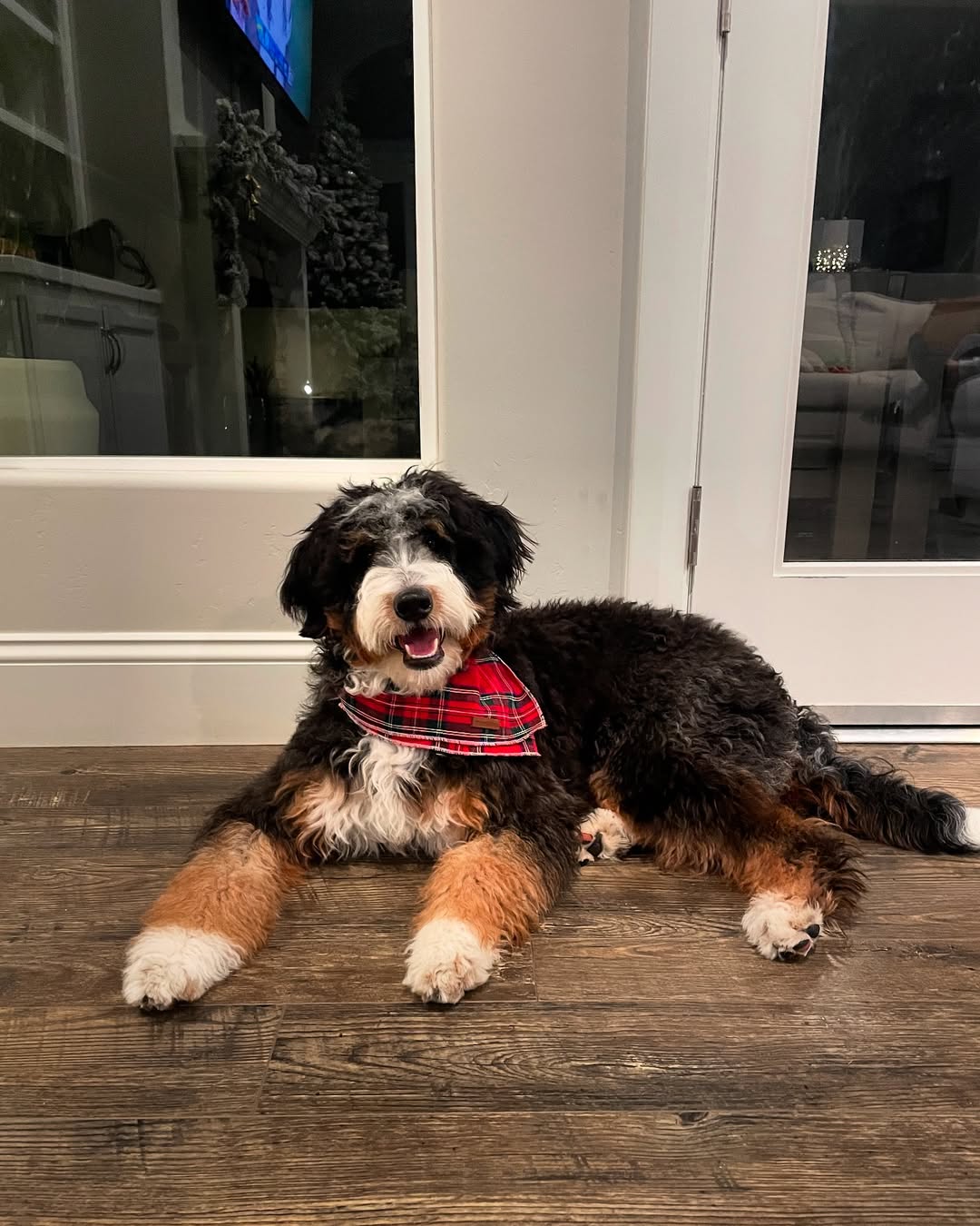 Image source: Instagram@pawesome_bernebuds