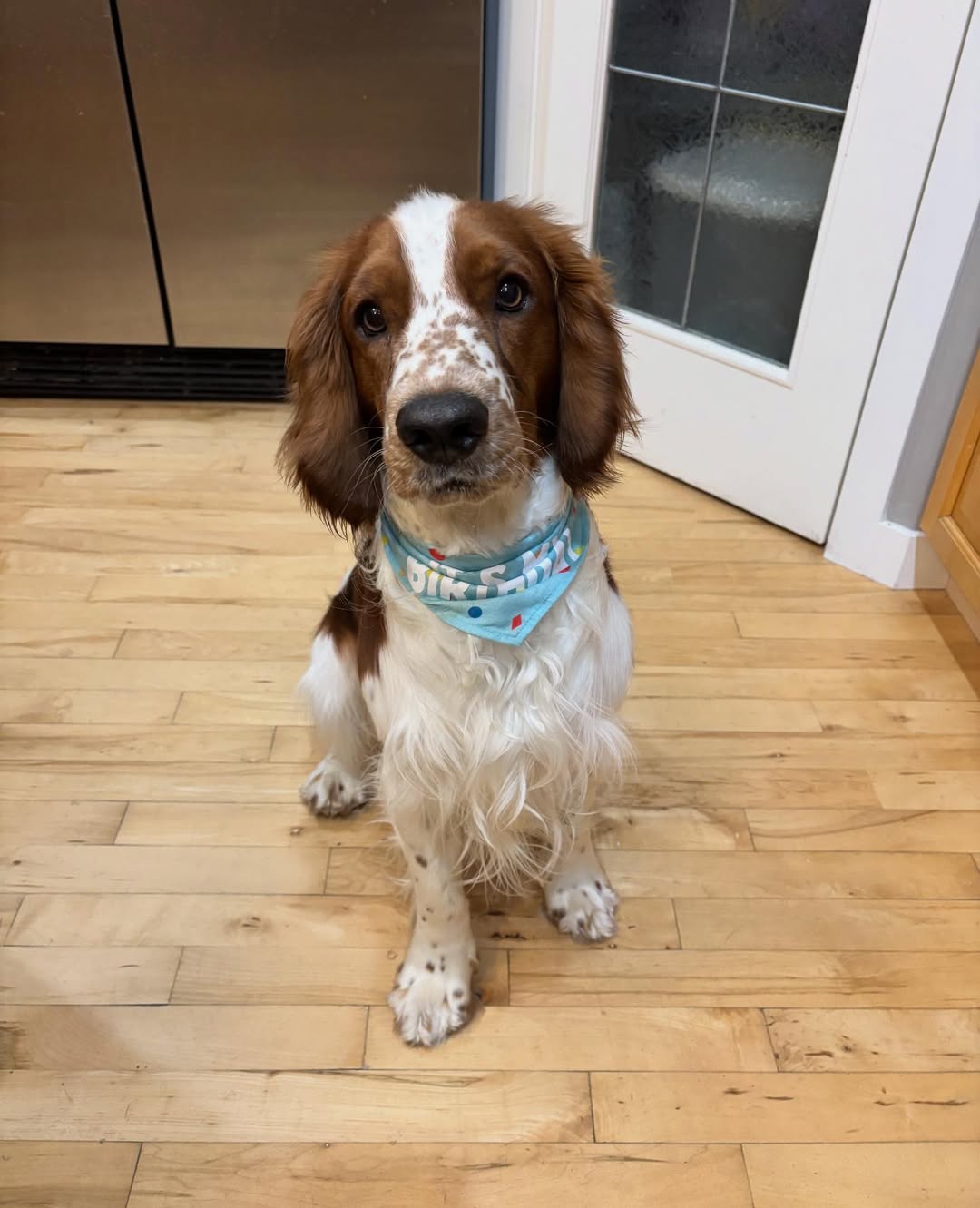 Image source: Instagram@wattsthewelshie