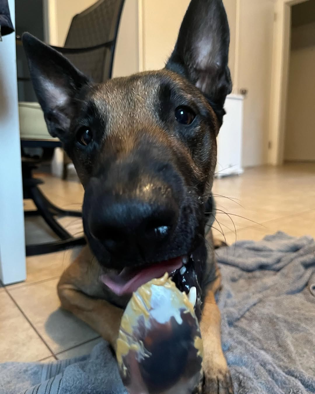 Image credit: Instagram@lmaligator