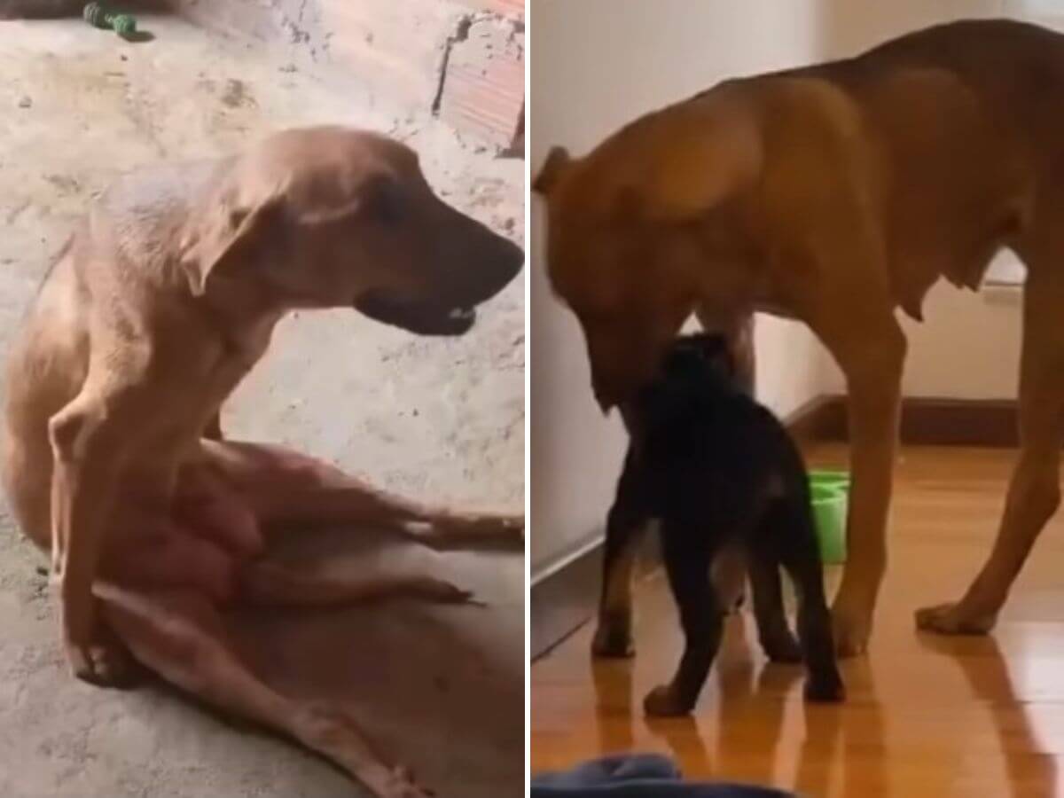 Allison rescue story