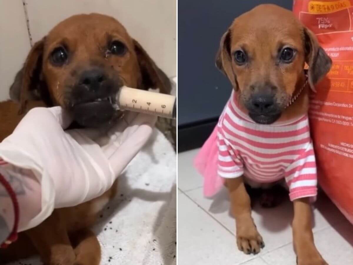 Almendra rescue story