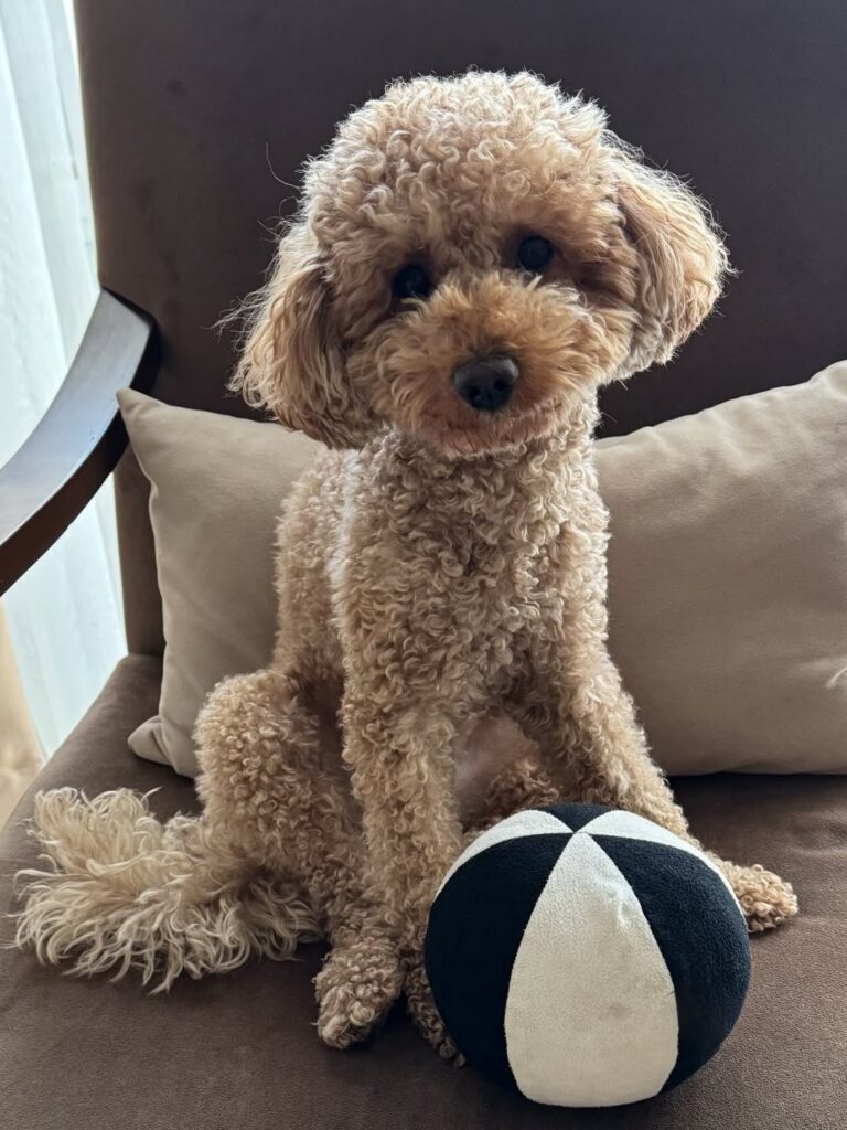 Image source: Instagram@kukithetoypoodlle