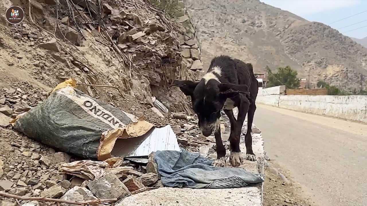 Bastian rescue story