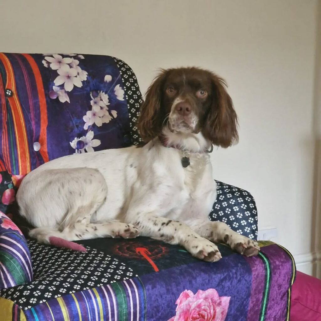 Image source: Instagram@bellestufttails