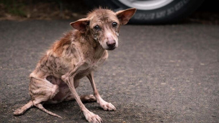 Charlie rescue story