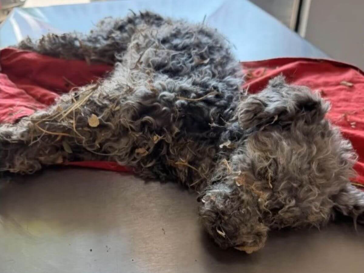 Chiquihuite rescue story