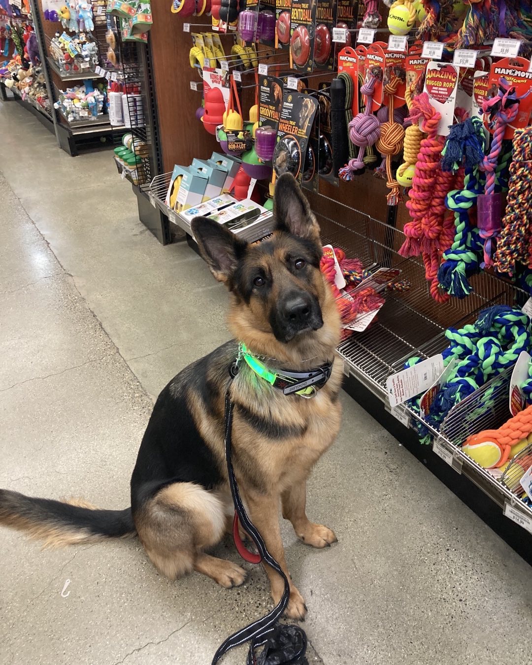 Image source: Instagram@my.gsd.poodle.yorkie.dog.life