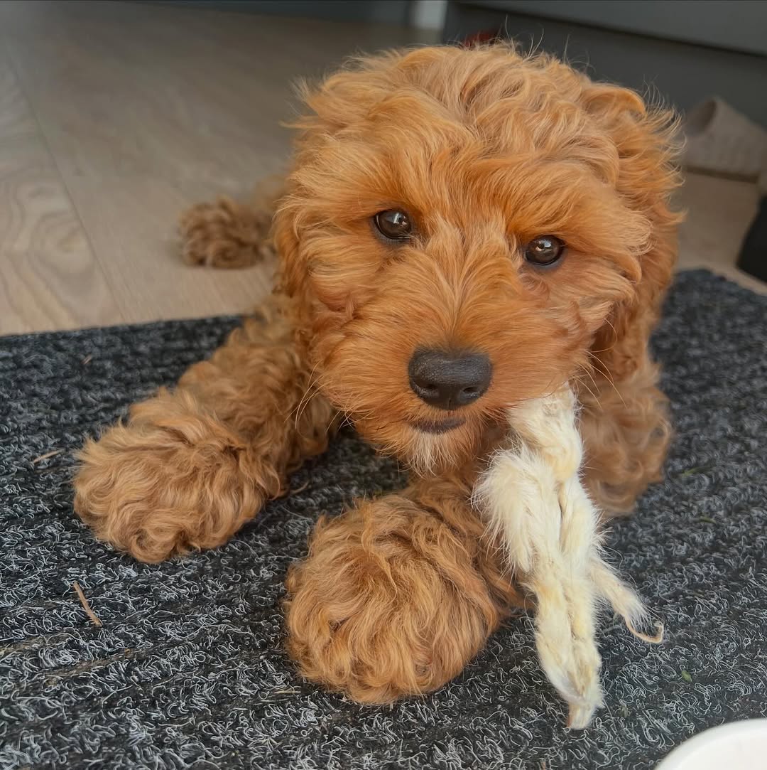 Image source: Instagram@cooper.the.cavapoo.25
