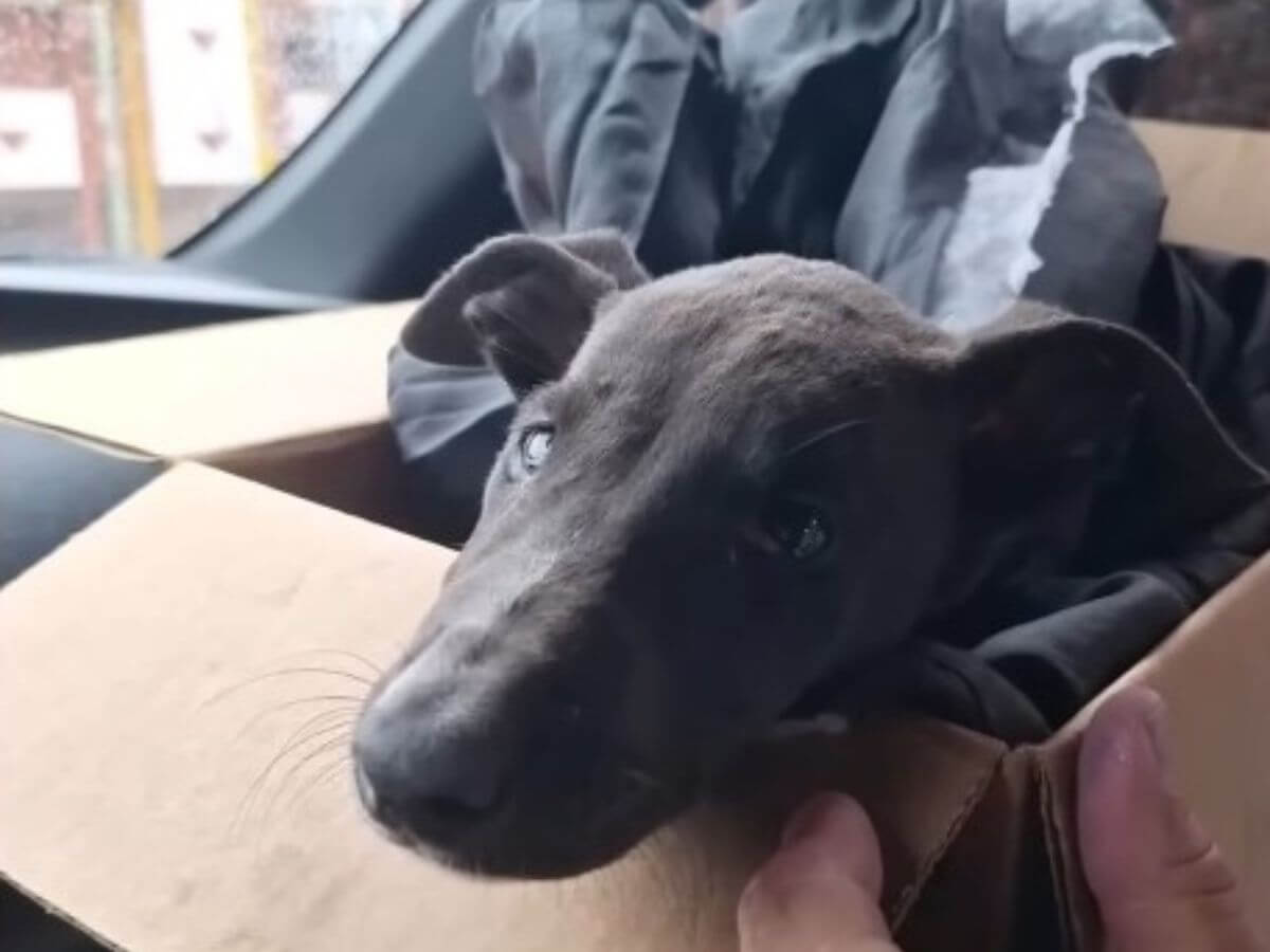 Coquito rescue story