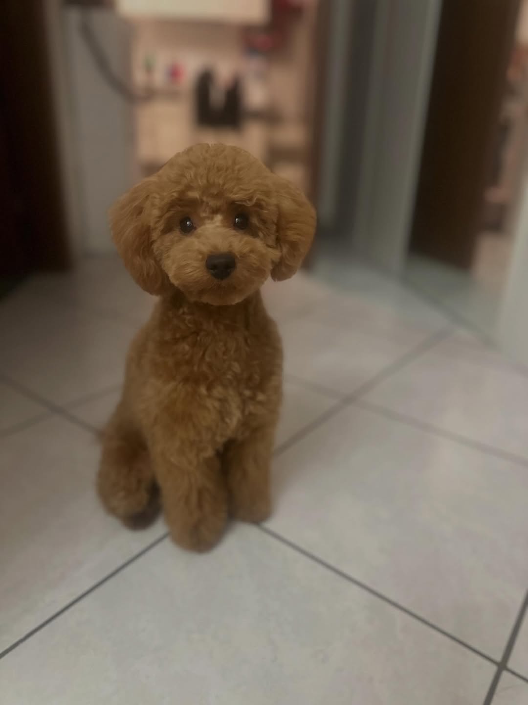Image source: Instagram@jackie_thepoodle