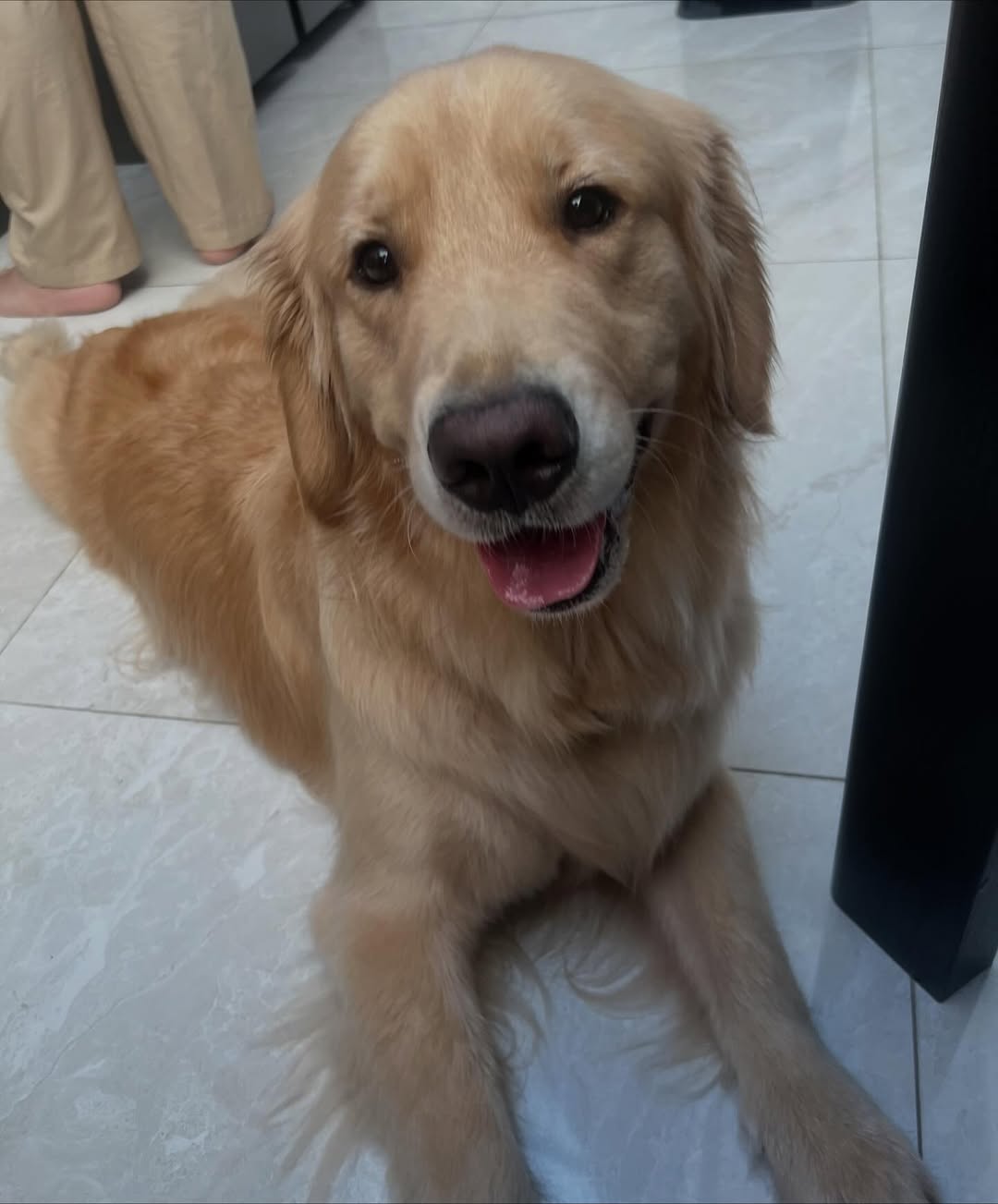 Image source: Instagram@cookiethegolden.id