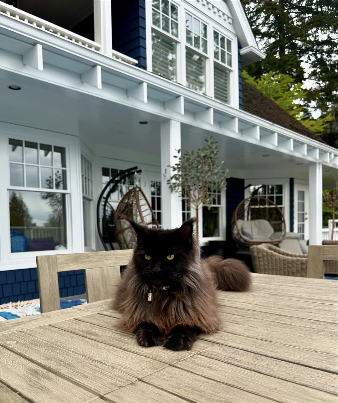 Image source: Instagram@themaincoons