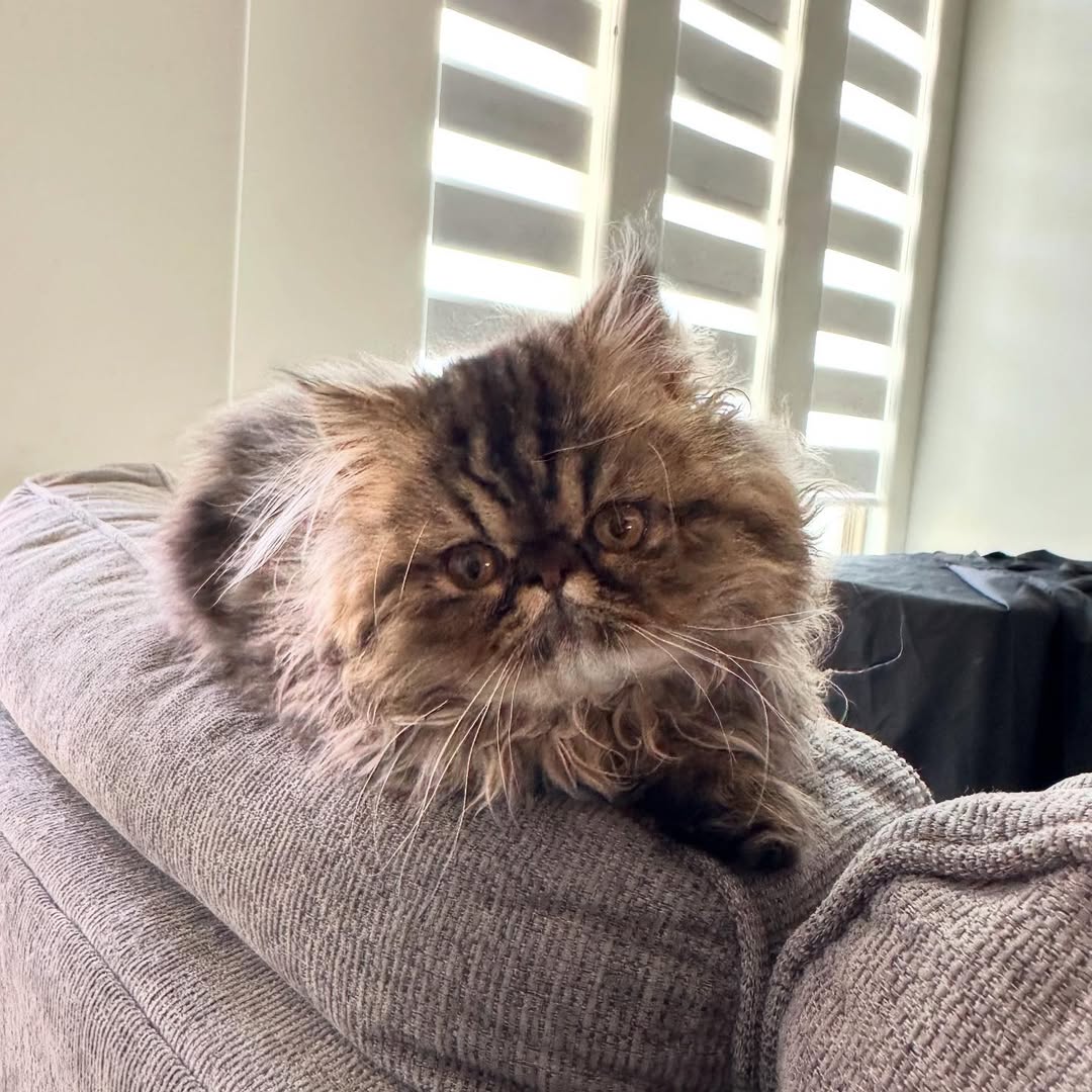 Image source: Instagram@dmitri_and_calcifer