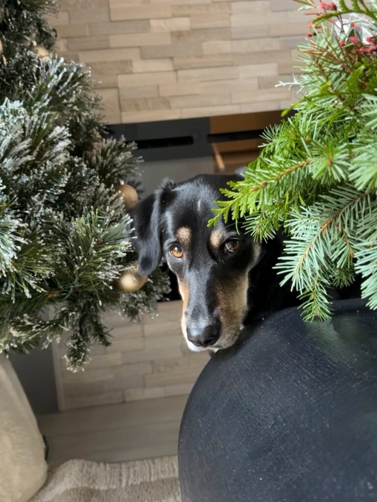 Image source: Instagram@novaoffduty