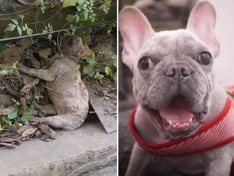 Frenchy later named Mami rescue story