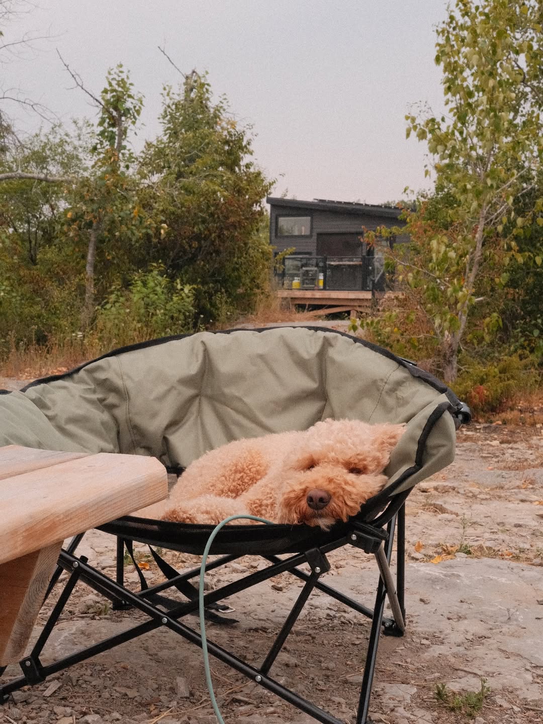 Image source: Instagram@gaarathegoldendoodle