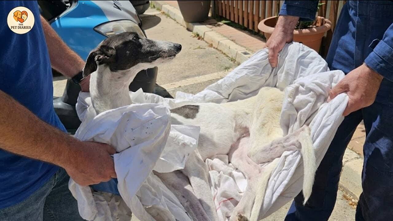 Gaviota rescue story