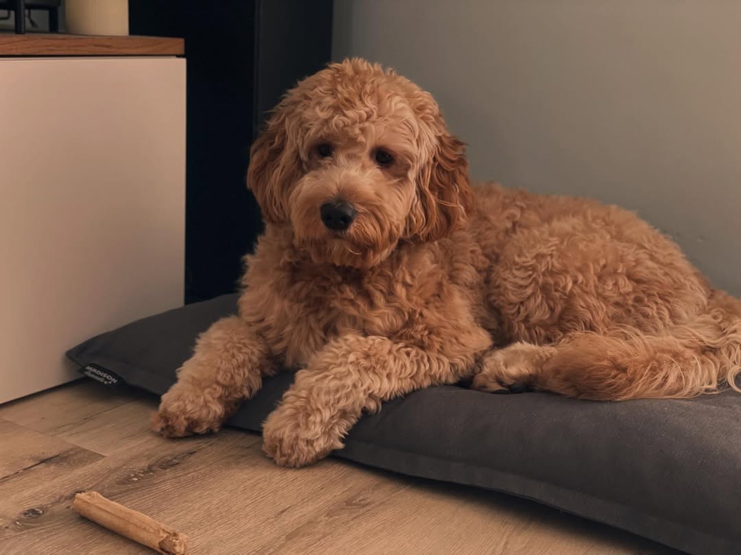 Image source: Instagram@rocky__australianlabradoodle